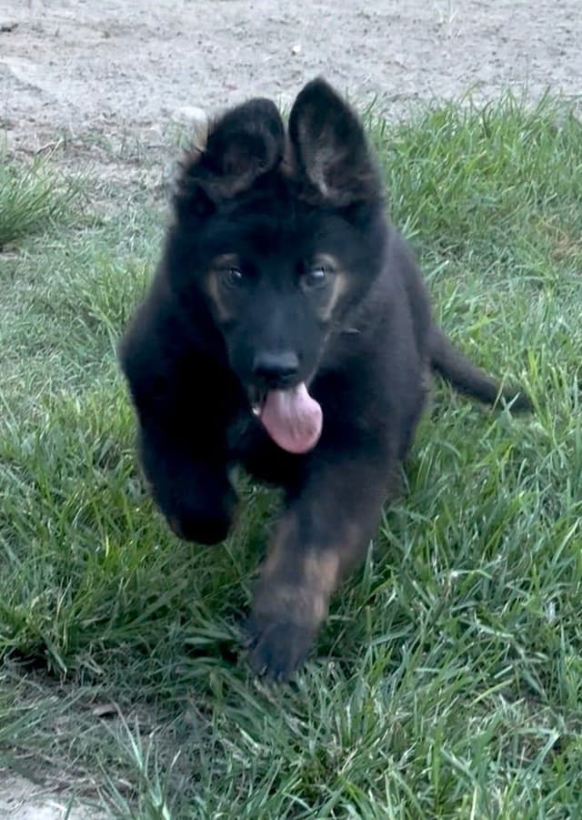 Weizen German Shepherds (Bred with H.E. A.R.T.) media 24