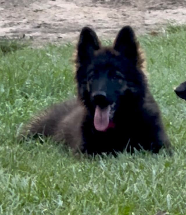 Weizen German Shepherds (Bred With H.E.A.R.T.) media 3