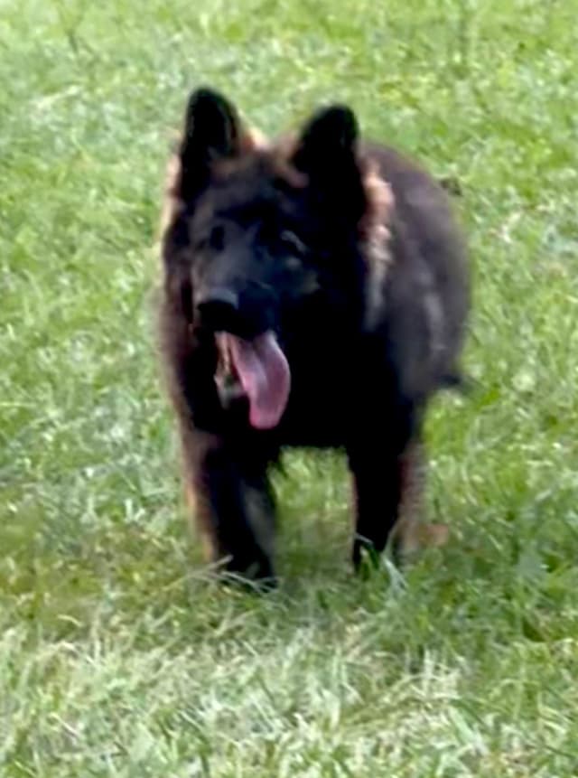 Weizen German Shepherds (Bred With H.E.A.R.T.) media 4