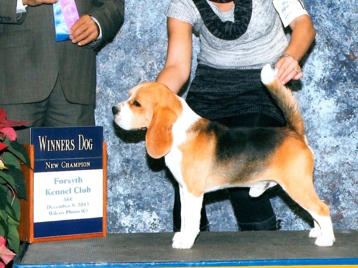 Beagle Puppies breeder image 1