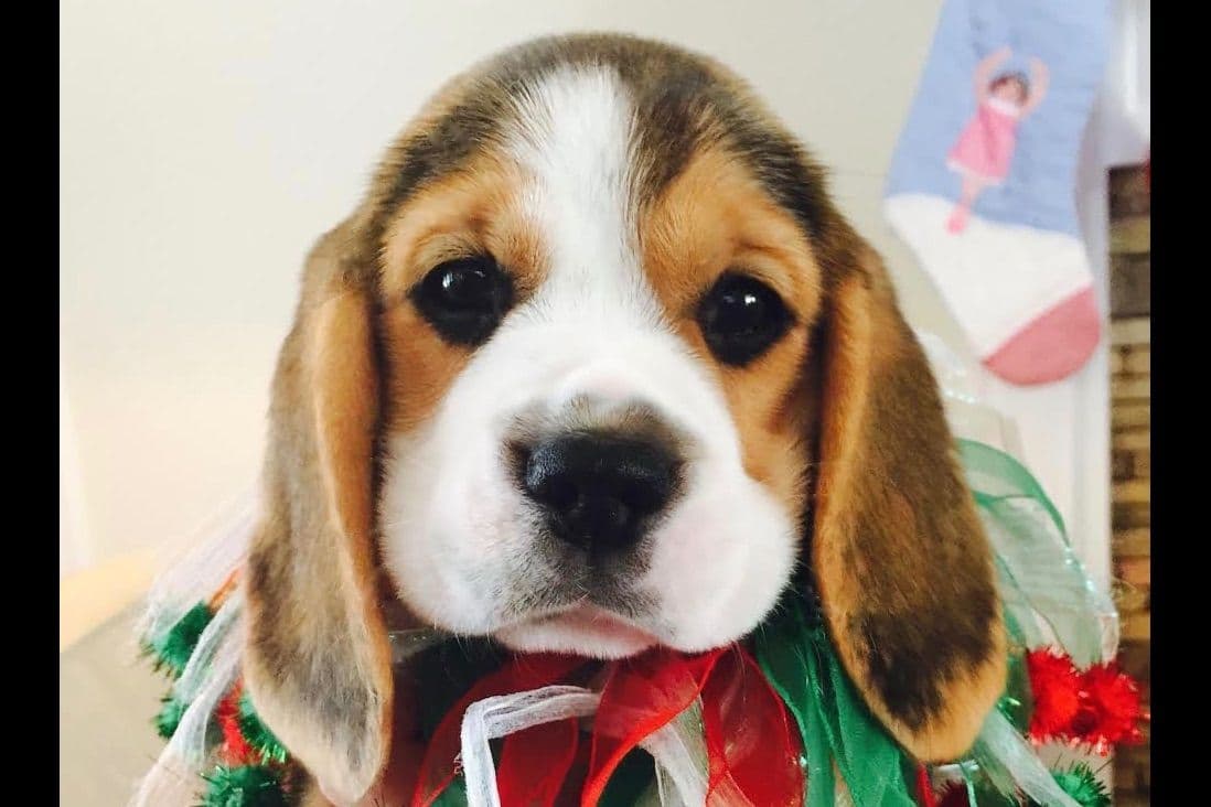 Beagle Puppies breeder image 22
