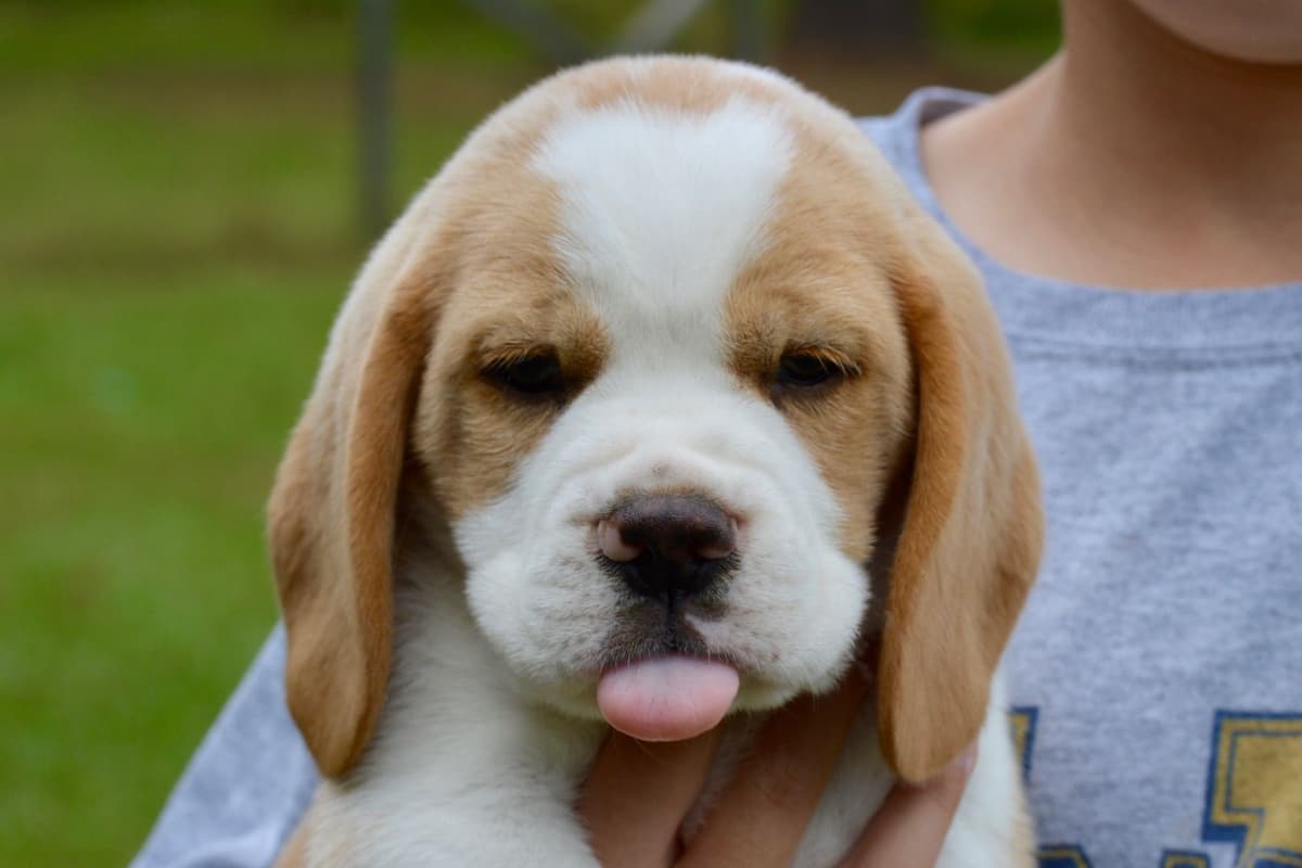 Beagle Puppies breeder image 20