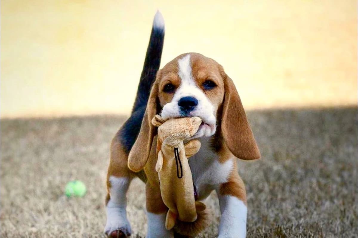 Beagle Puppies breeder image 18