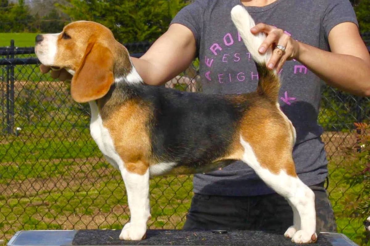 Beagle Puppies breeder image 17