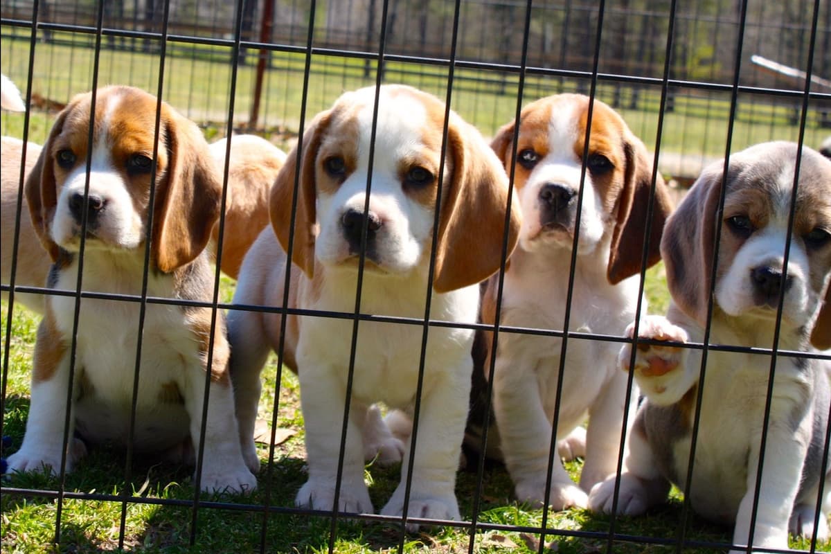 Beagle Puppies breeder image 16