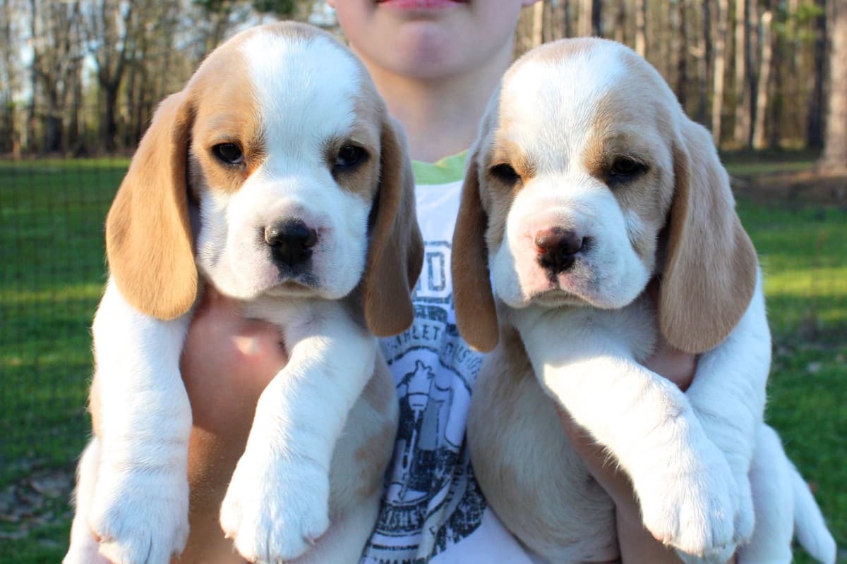 Beagle Puppies breeder image 15