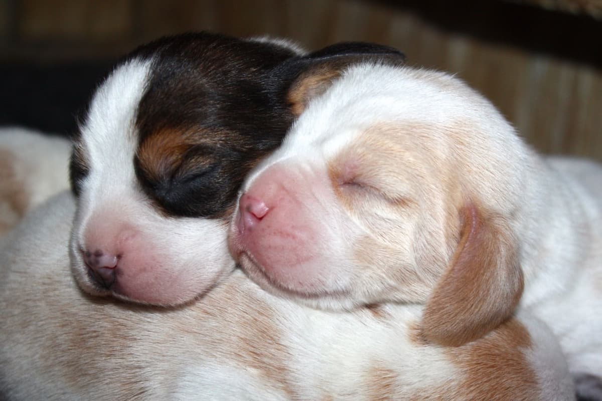 Beagle Puppies breeder image 13