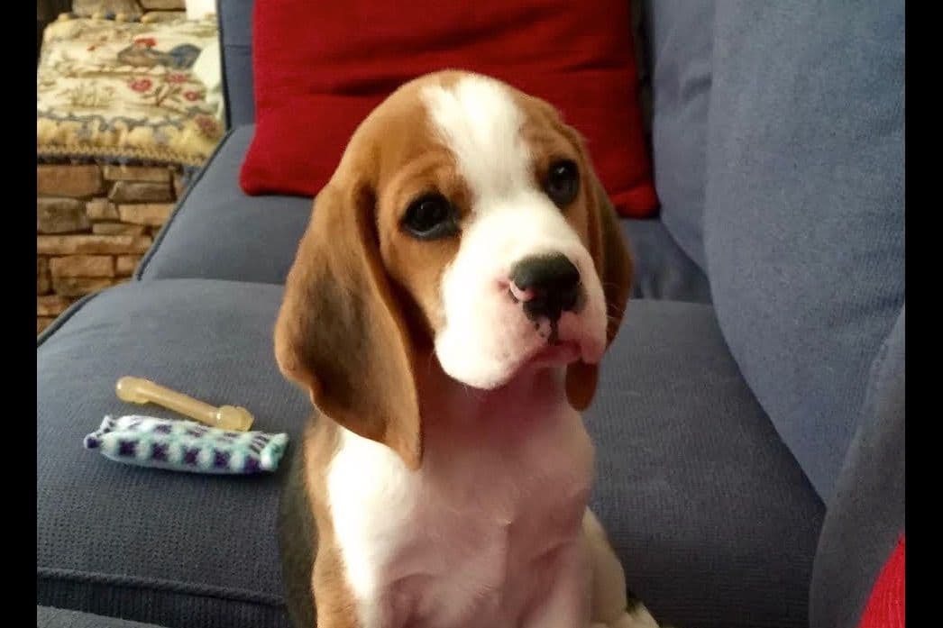 Beagle Puppies breeder image 11
