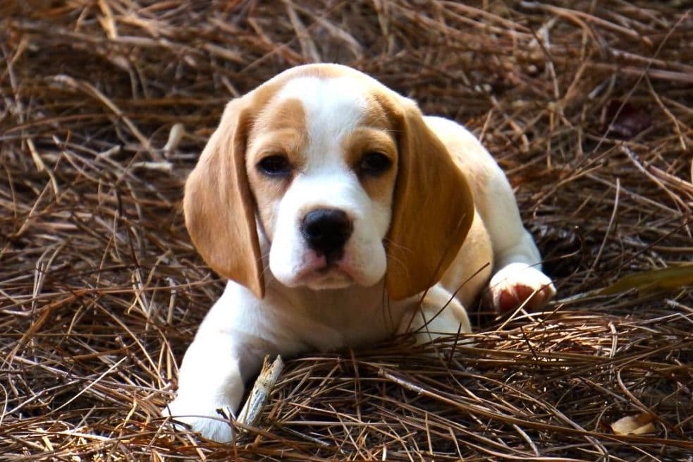 Beagle Puppies breeder image 10