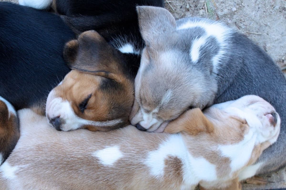 Beagle Puppies breeder image 9