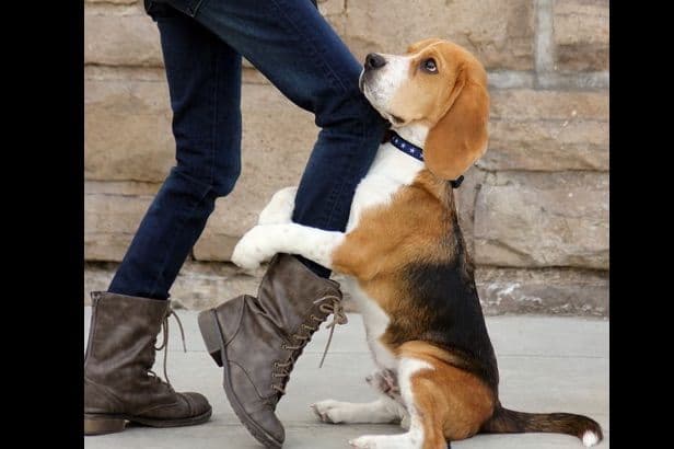 Beagle Puppies breeder image 7