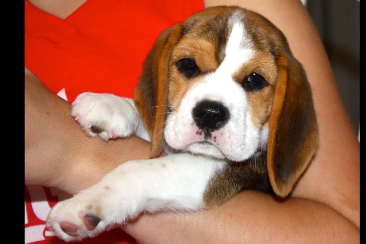 Beagle Puppies breeder image 6