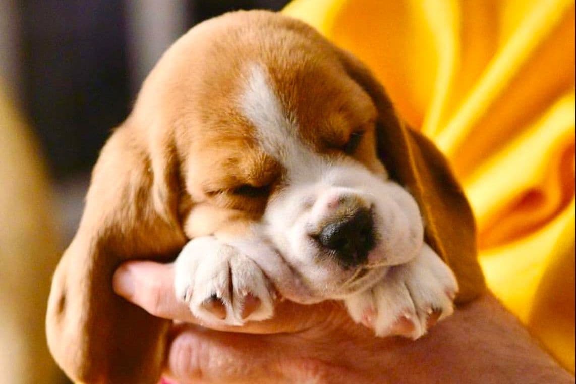 Beagle Puppies breeder image 3