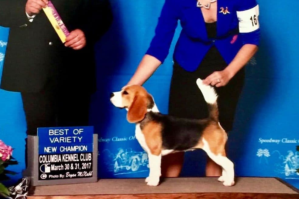 Beagle Puppies breeder image 2