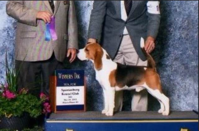 Beagle Puppies media 6