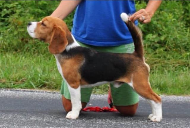 Beagle Puppies media 7