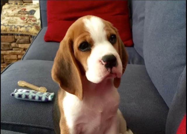 Beagle Puppies media 2