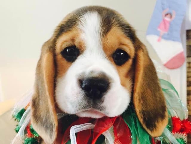 Beagle Puppies media 3