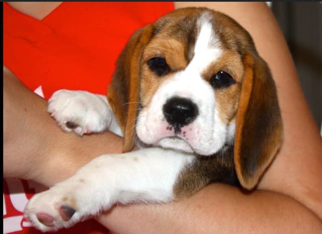 Beagle Puppies media 4