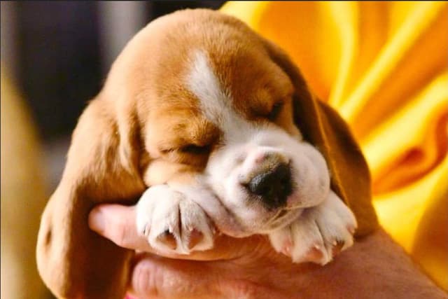 Beagle Puppies media 5