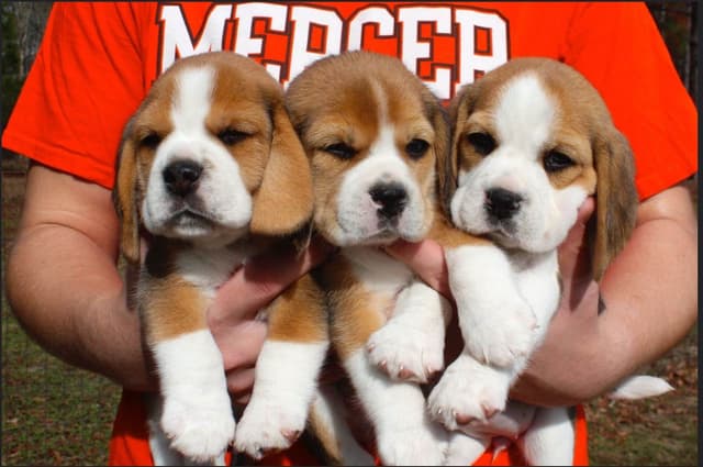 Beagle Puppies media 6