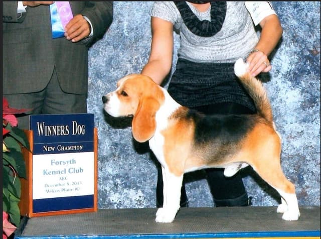 Beagle Puppies media 7