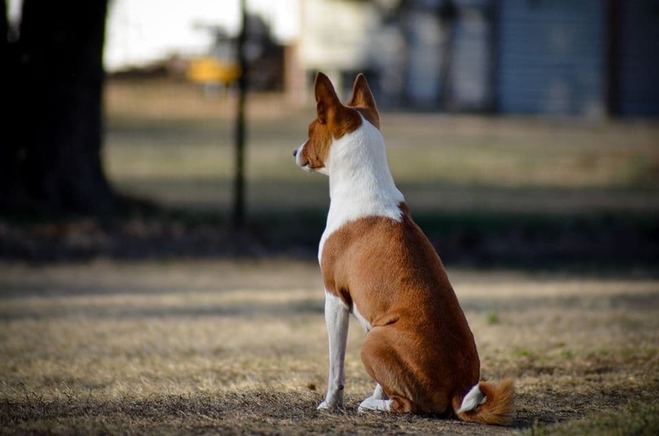 Basenji Puppies breeder image 3