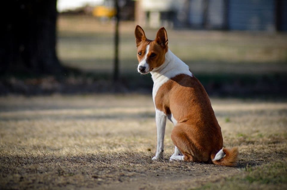 Basenji Puppies breeder image 2