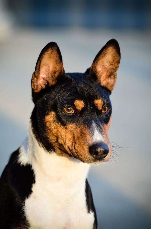 Basenji Puppies breeder image 4