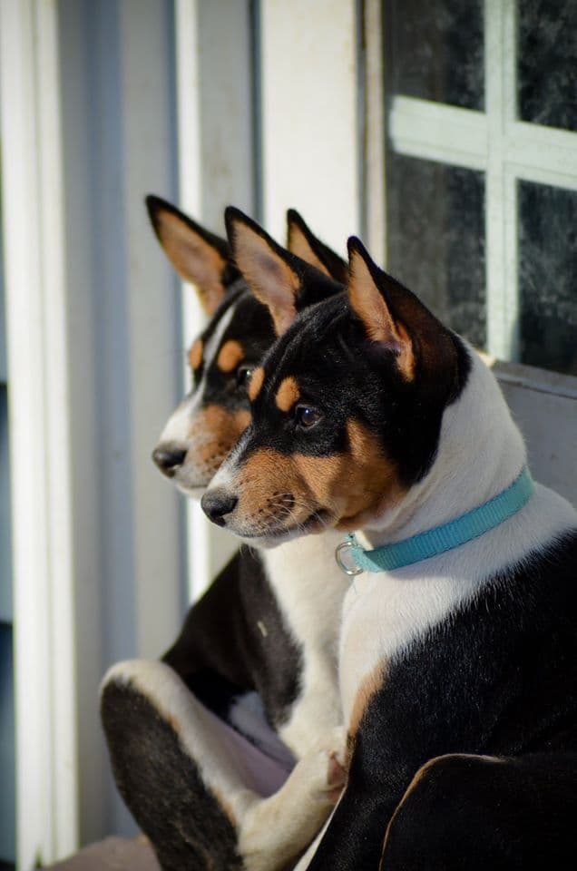 Basenji Puppies breeder image 5