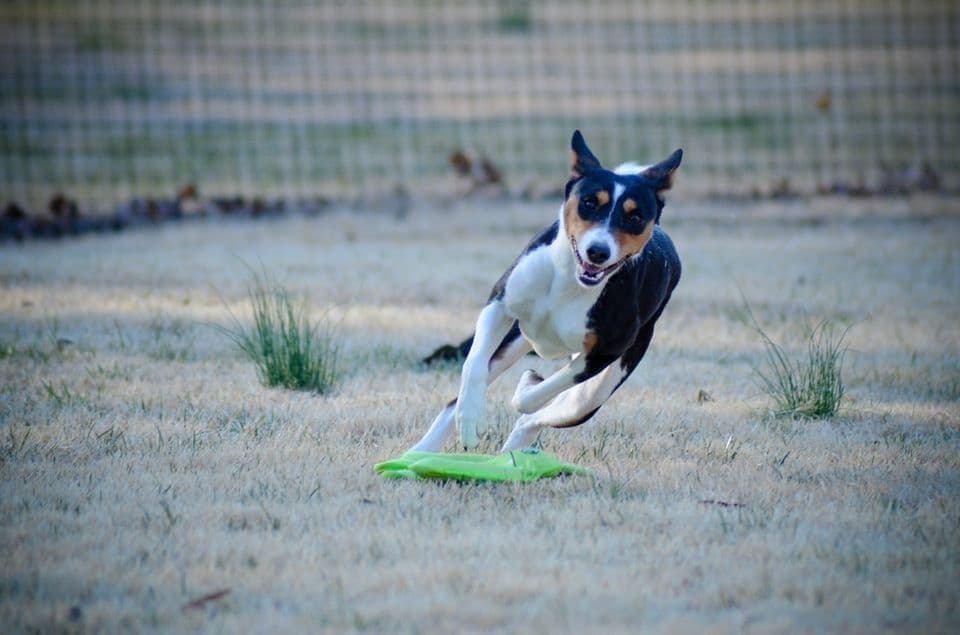 Basenji Puppies breeder image 6