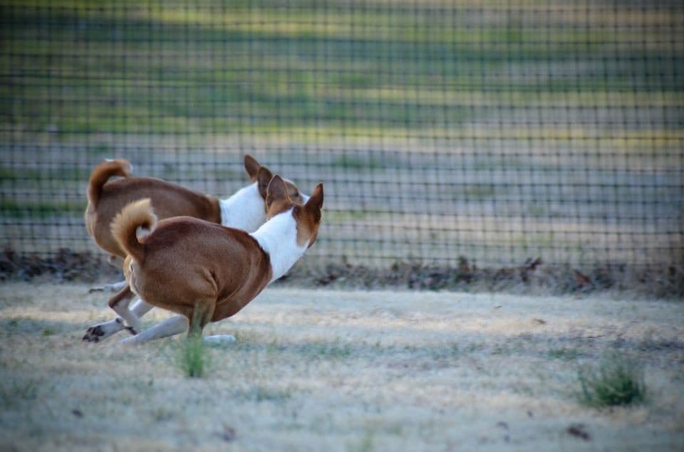 Basenji Puppies breeder image 7