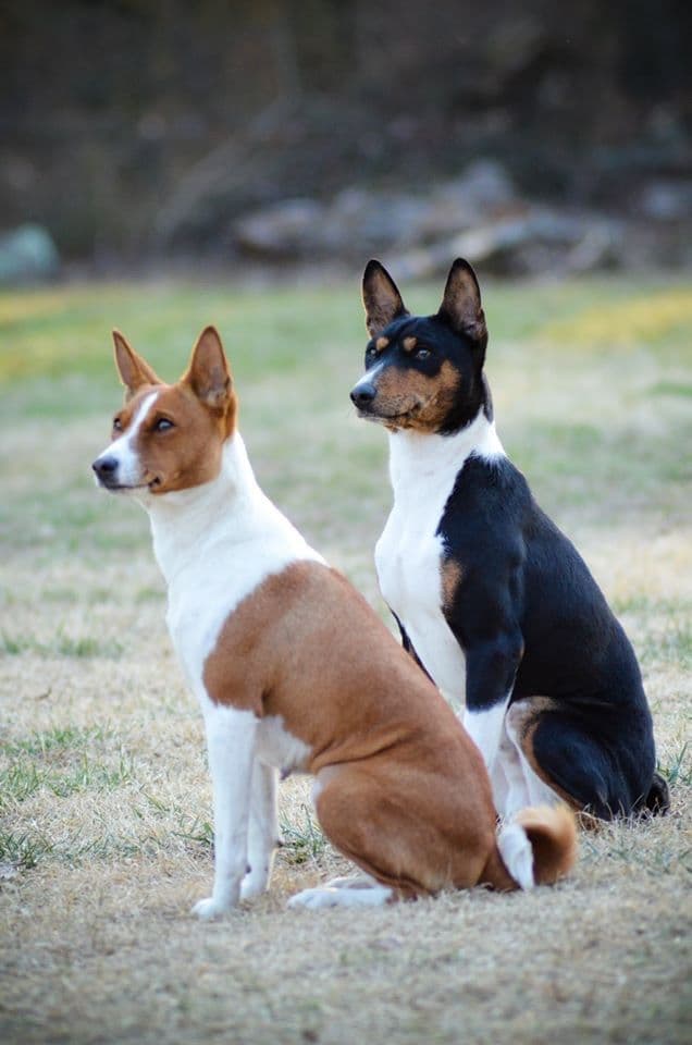 Basenji Puppies breeder image 9
