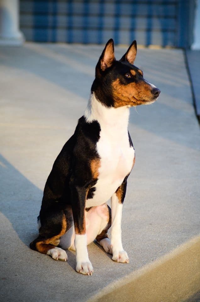 Basenji Puppies breeder image 8