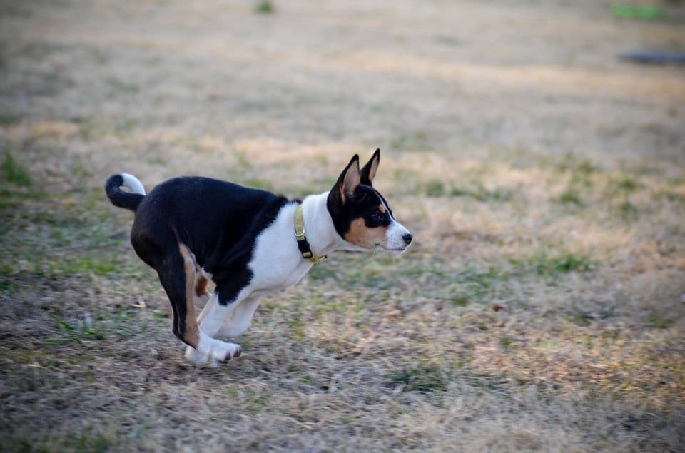 Basenji Puppies breeder image 10