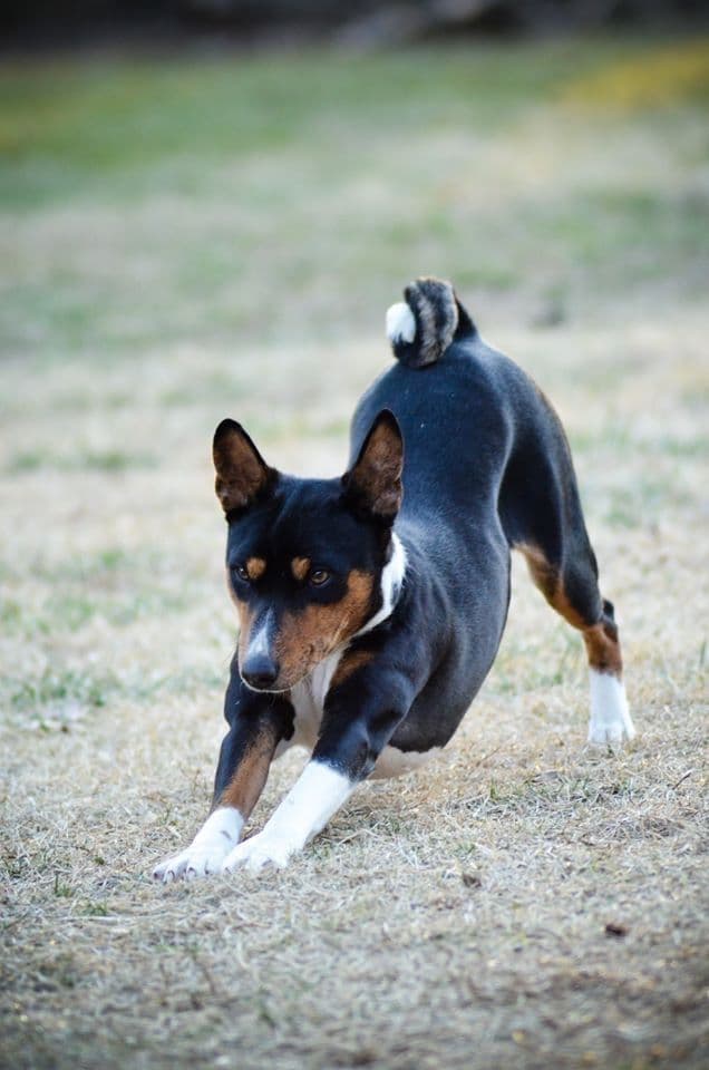 Basenji Puppies breeder image 11