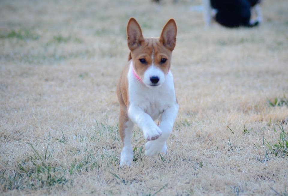 Basenji Puppies breeder image 13