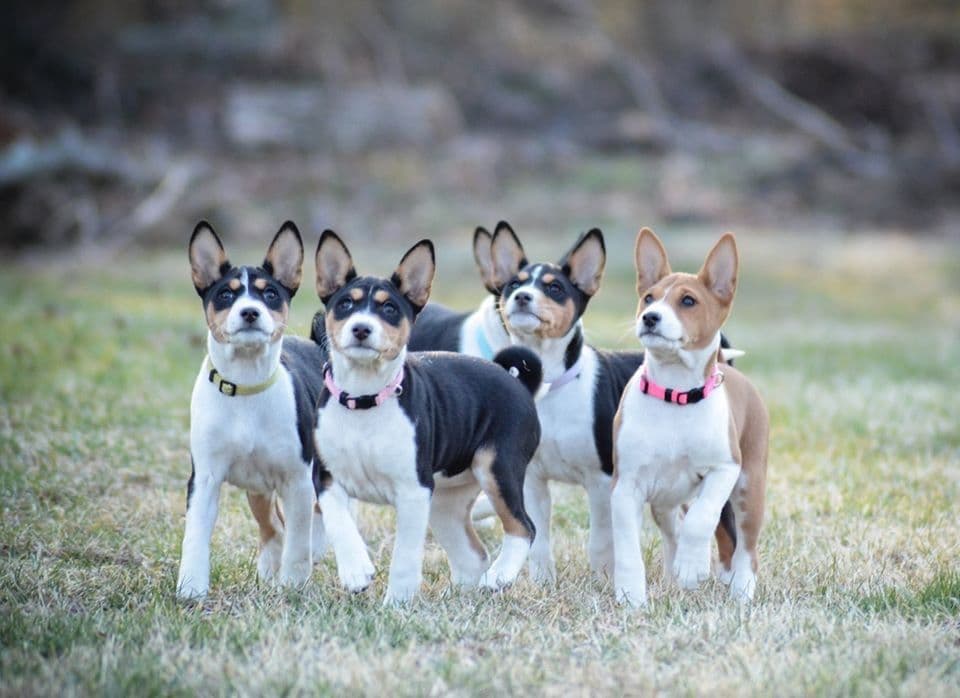 Basenji Puppies breeder image 12