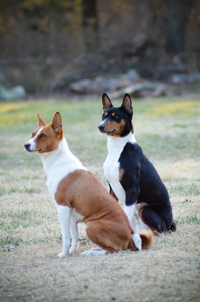 Basenji Puppies breeder image 15