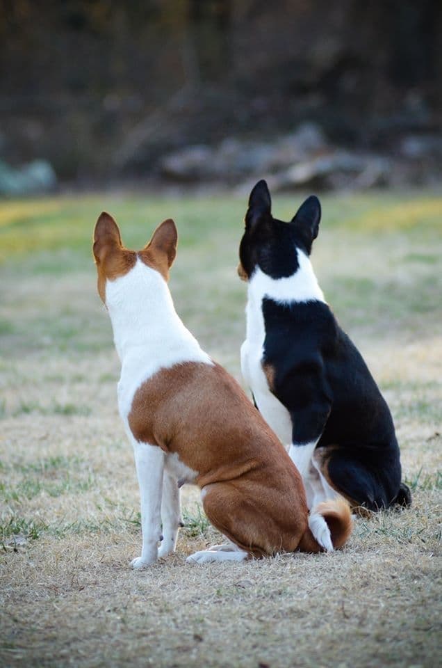 Basenji Puppies breeder image 16