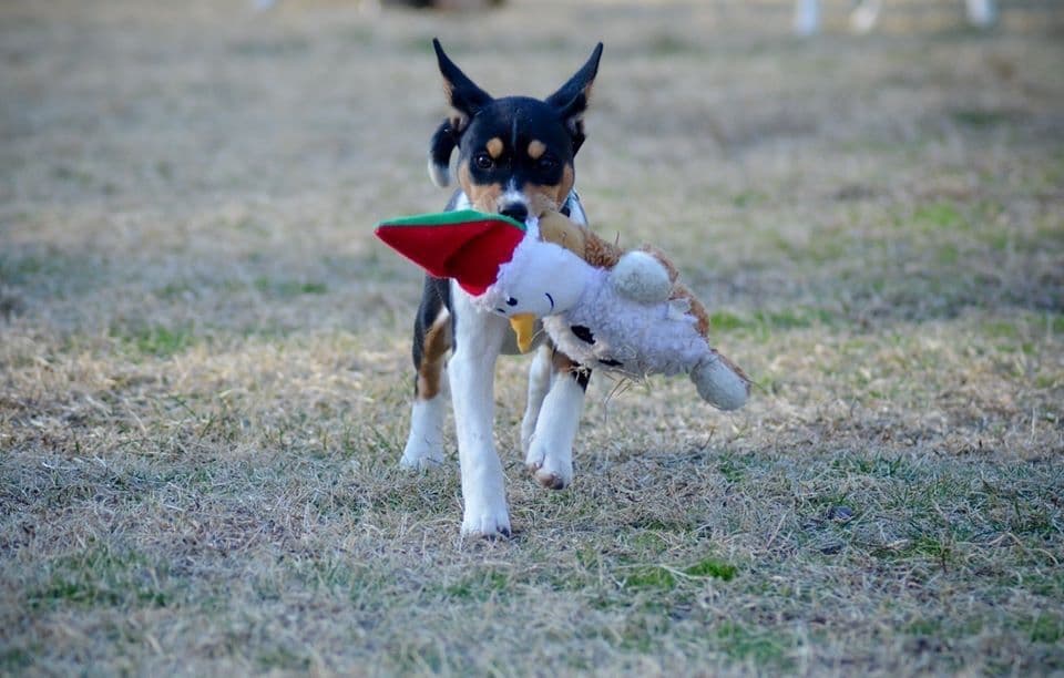 Basenji Puppies breeder image 19