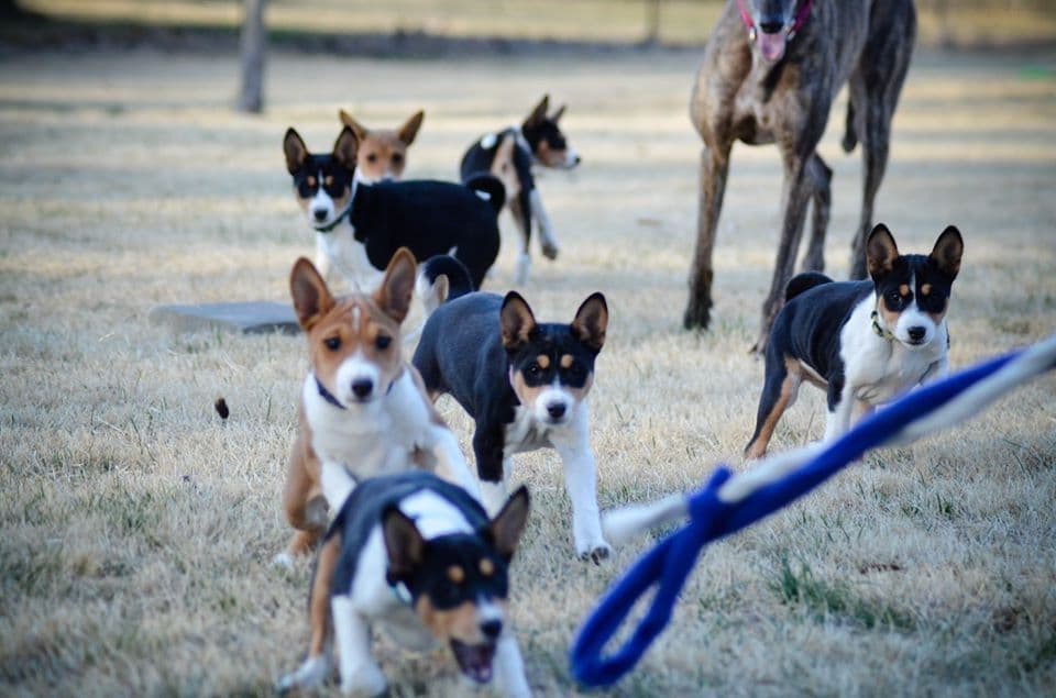 Basenji Puppies breeder image 17