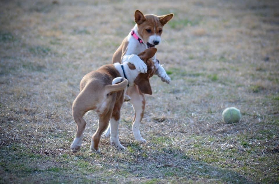 Basenji Puppies breeder image 18