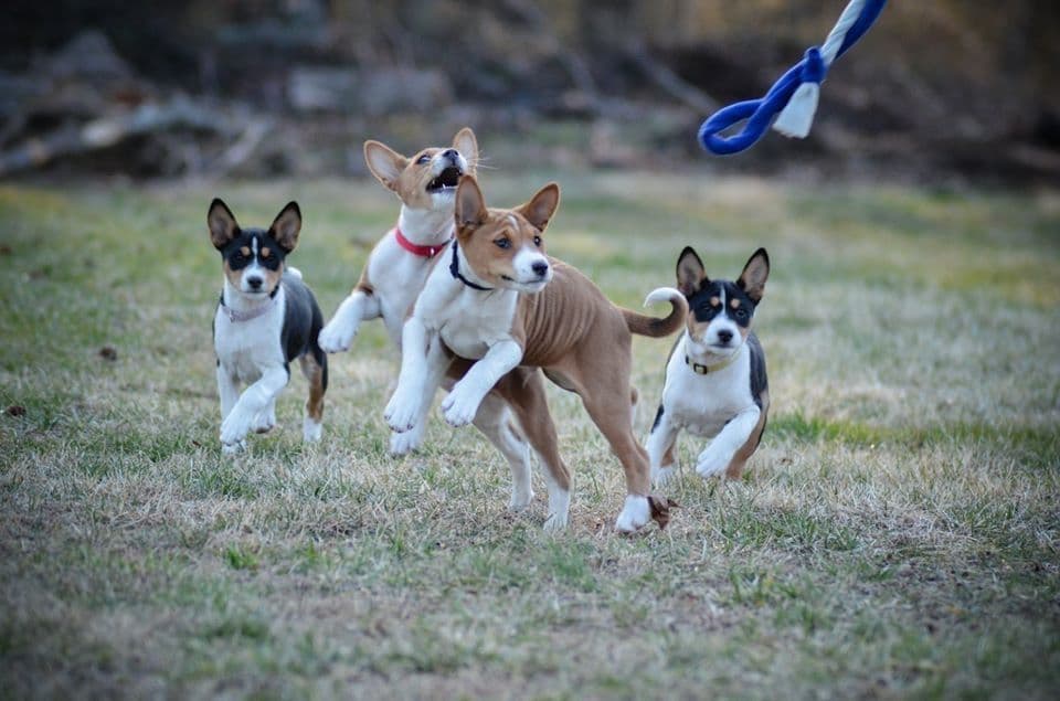 Basenji Puppies breeder image 20