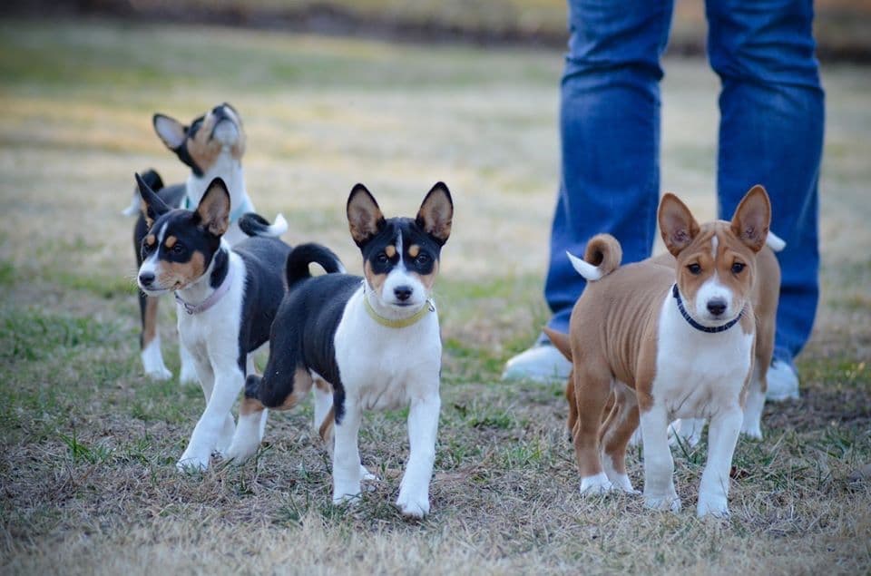 Basenji Puppies breeder image 22