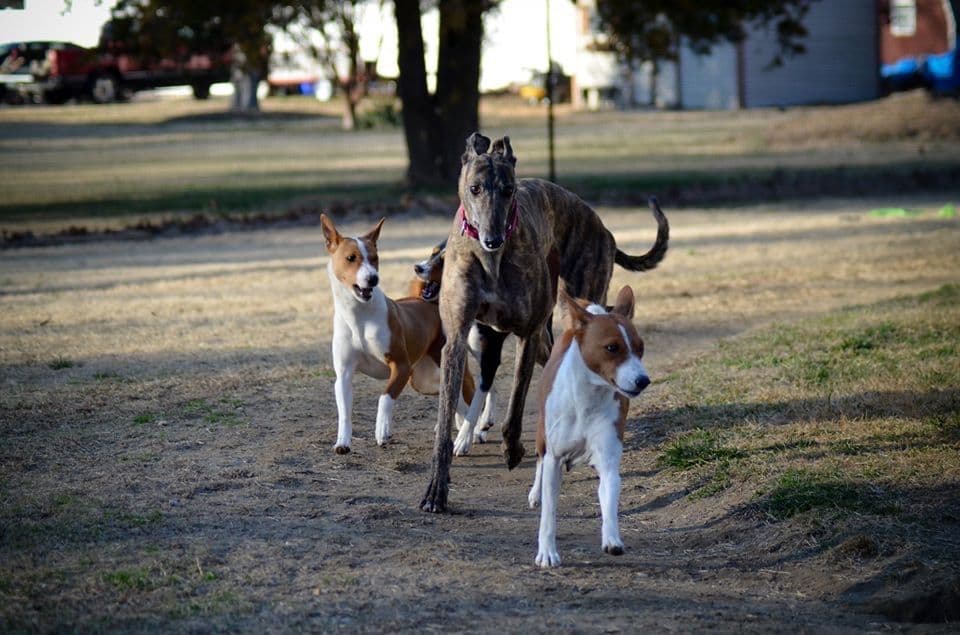 Basenji Puppies breeder image 21
