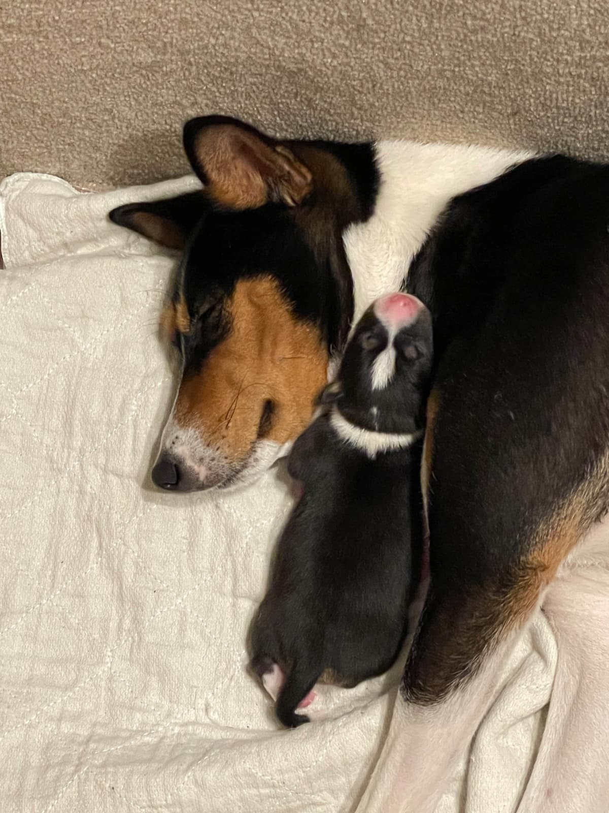 Basenji Puppies breeder image 28