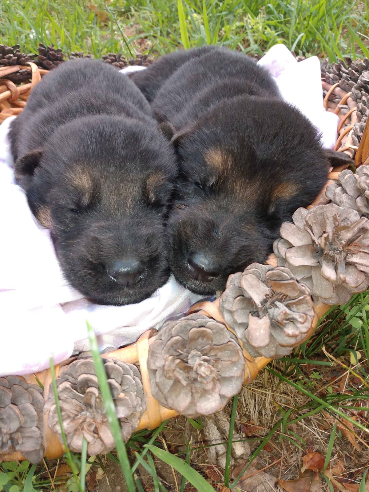 German Shepherd Dog Puppies breeder image 5