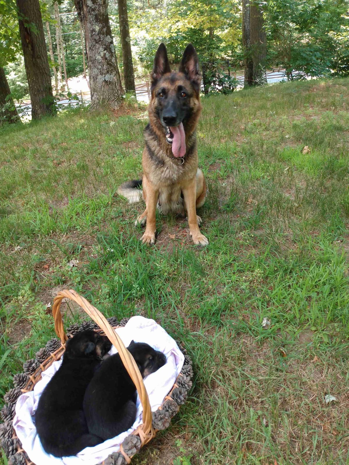 German Shepherd Dog Puppies breeder image 4