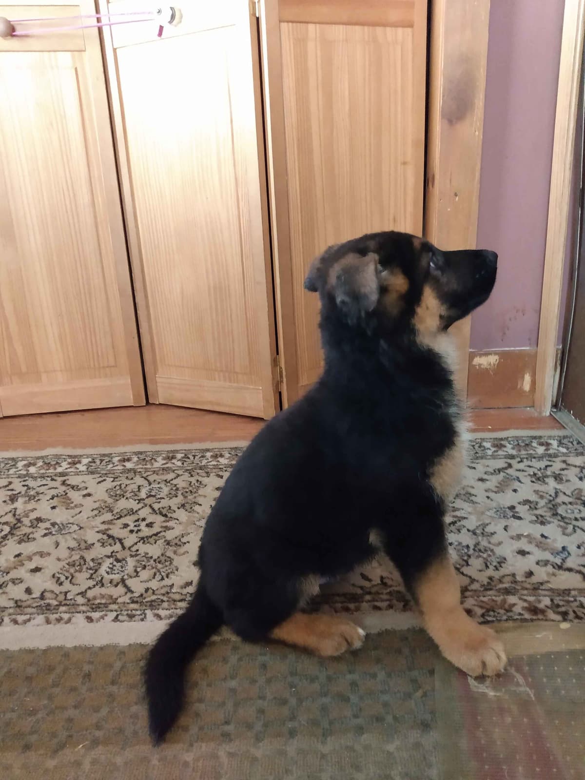 German Shepherd Dog Puppies breeder image 6